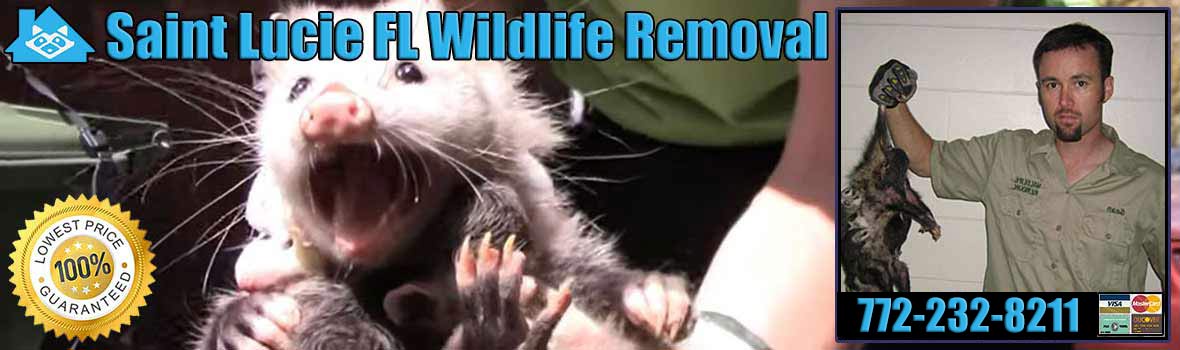 Saint Lucie Wildlife and Animal Removal